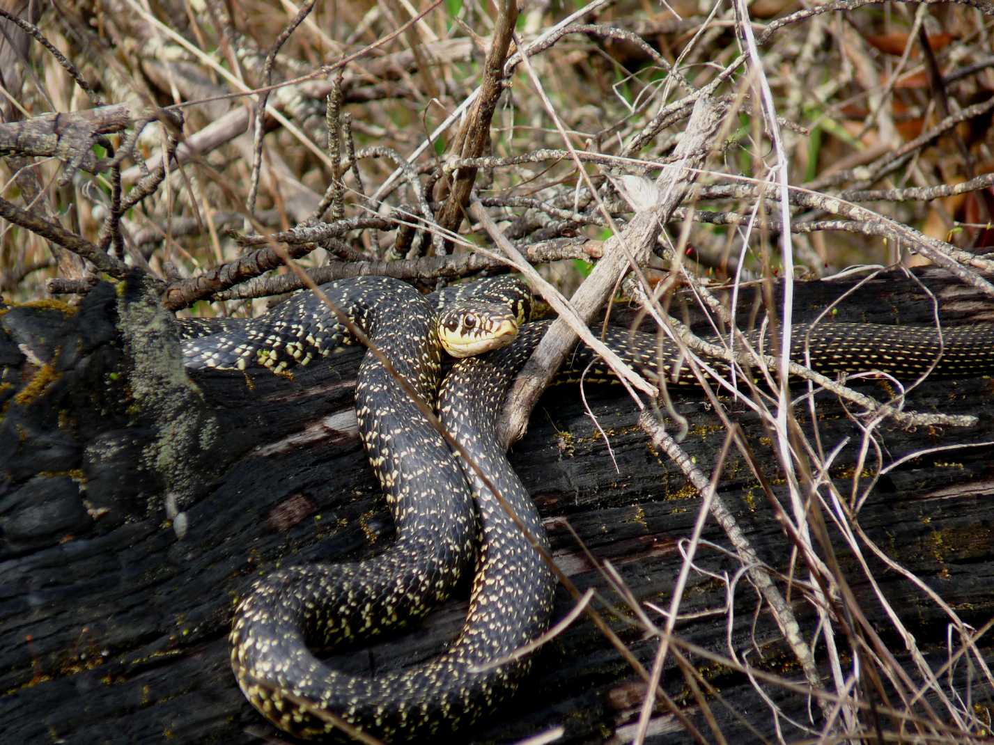 Alcune foto di biacchi in natura